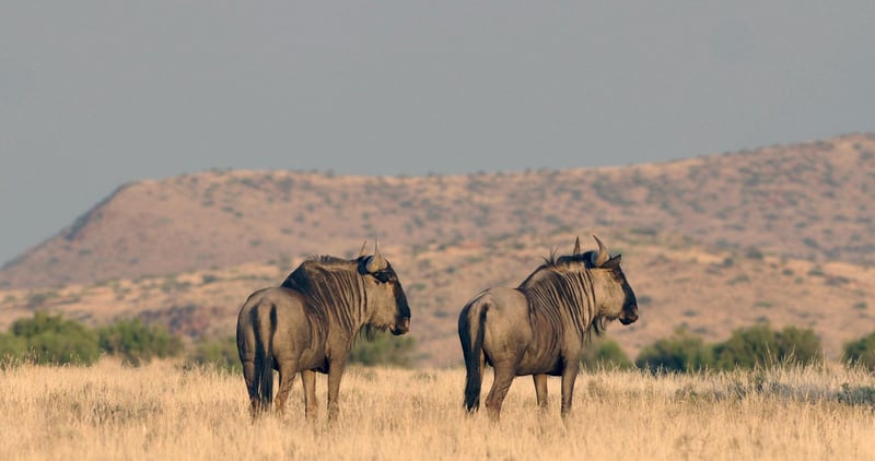 Wildebeest Migration